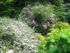 flowerJungle